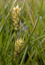 Carex hirta httpsuploadwikimediaorgwikipediacommonsthu