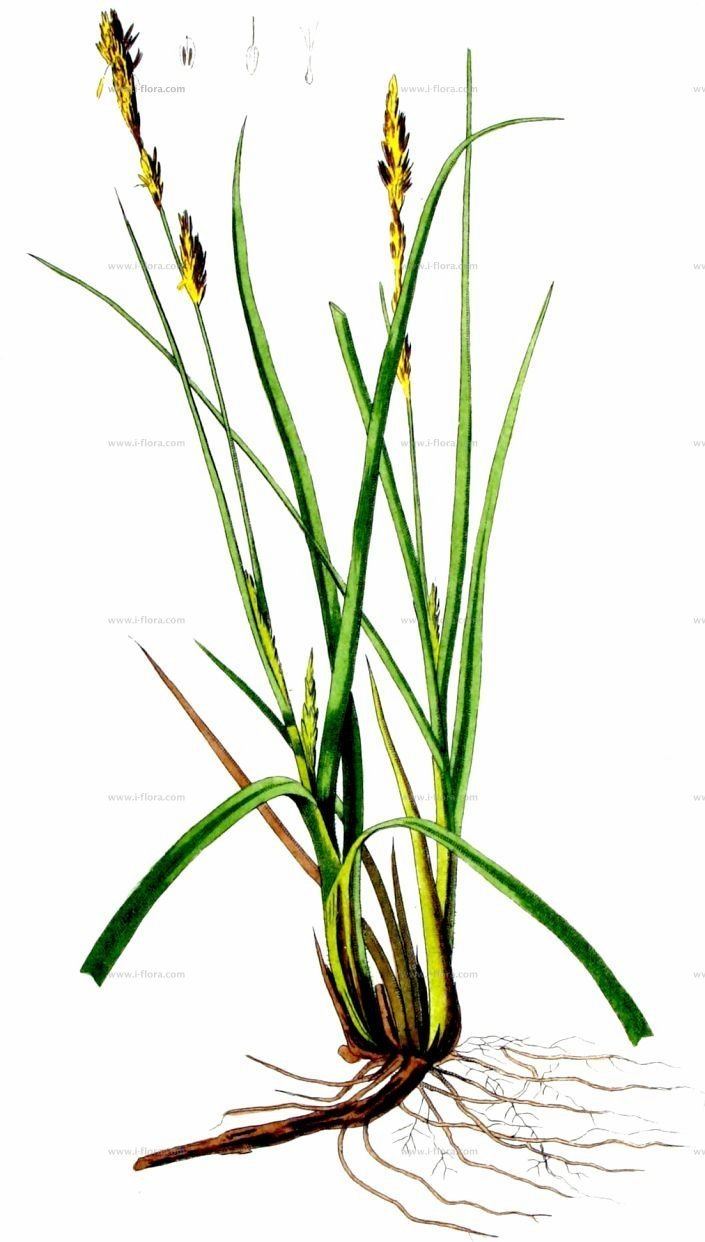 Carex hirta Suche nach Arten Behaarte Segge Carex hirta L