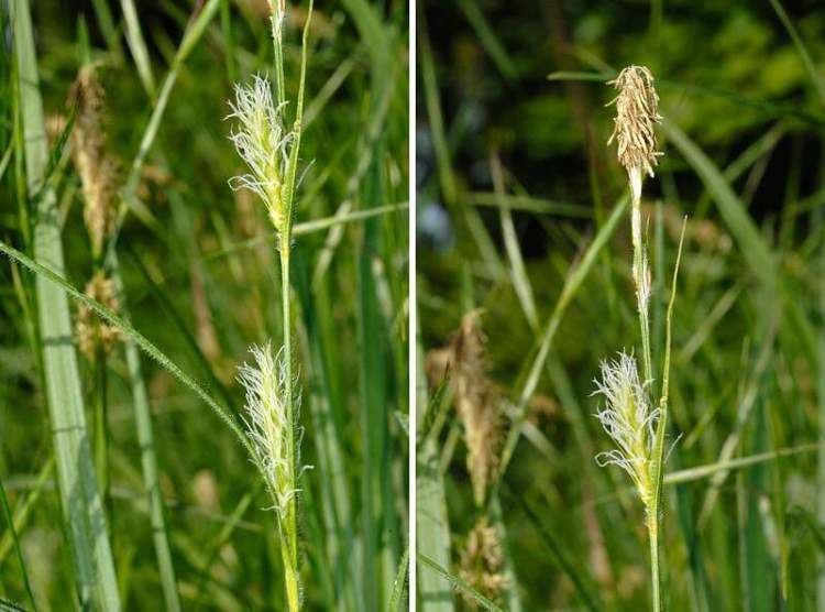 Carex hirta Carex hirta L hammer sedge