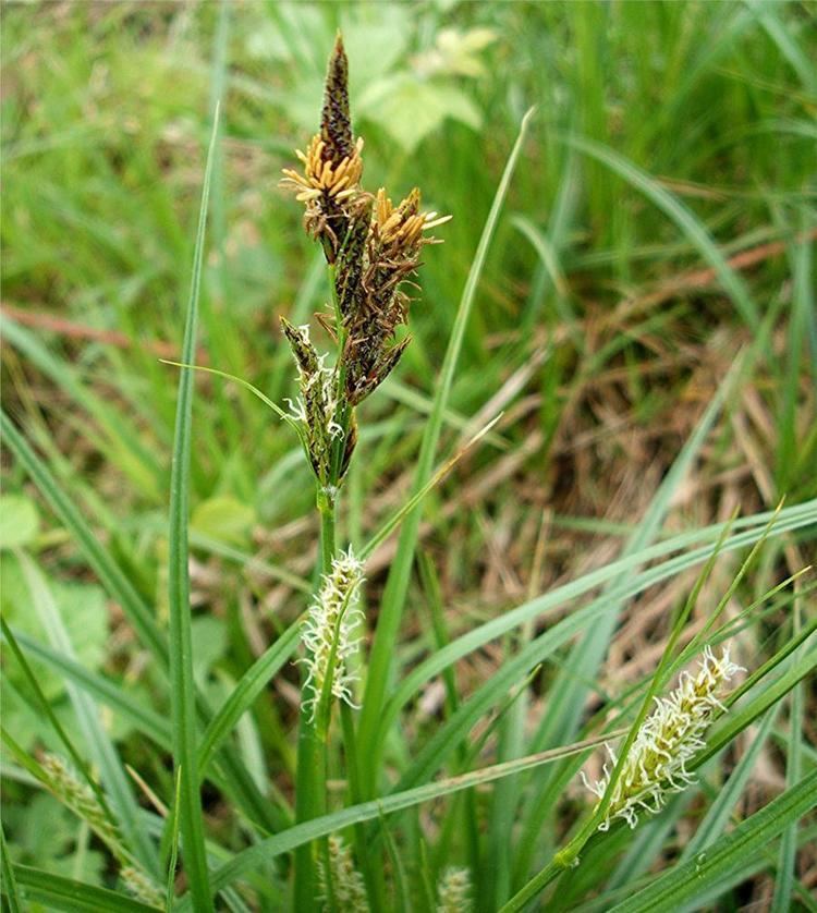 Carex hirta Hairy Sedge Carex hirta NatureSpot