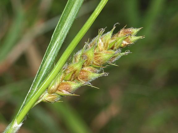 Carex hirta Carex hirta