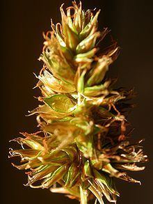 Carex hoodii httpsuploadwikimediaorgwikipediacommonsthu