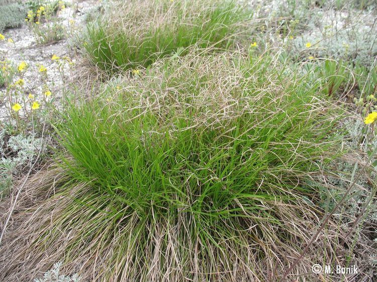 Carex humilis Life on chalk Dwarf Sedge Carex humilis Leys