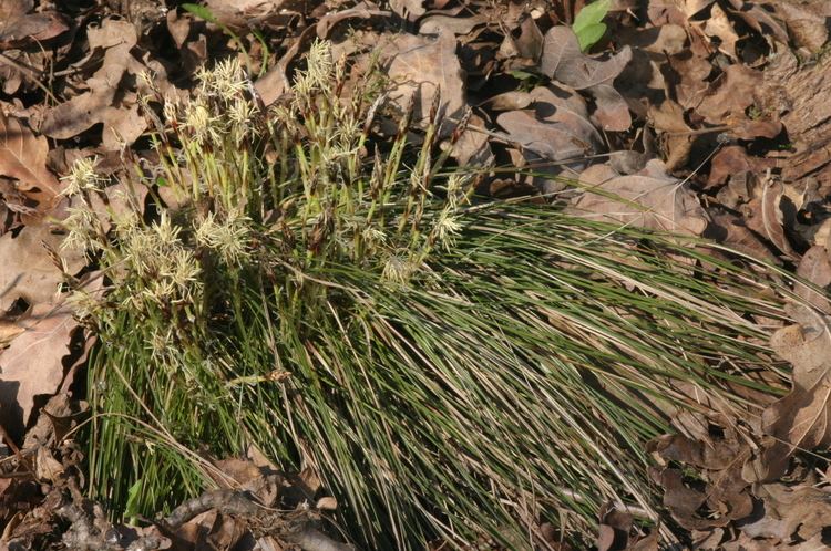 Carex humilis FileCarex humilis ErdSegge IMG 6335JPG Wikimedia Commons