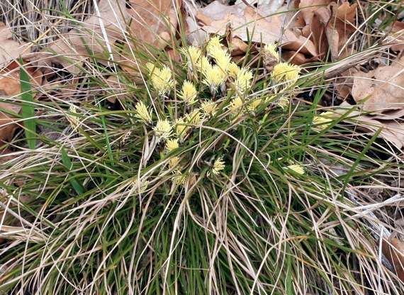 Carex humilis BOTANYcz CAREX HUMILIS Leyss ostice nzk ostrica nzka