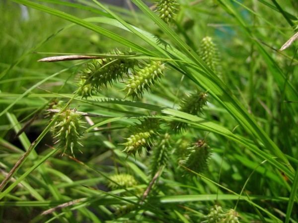 Carex hystericina wwwspencenurserycomUploadimagesplantprofile