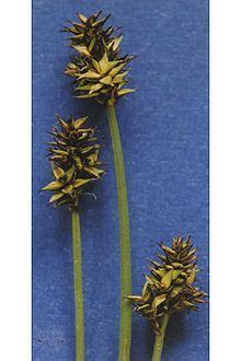 Carex illota httpsuploadwikimediaorgwikipediacommonsthu