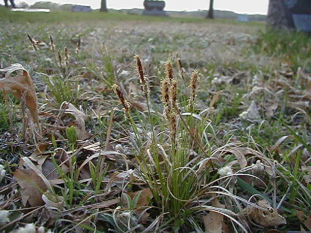 Carex inops Sun Sedge Carex inops Guide to Kansas Plants