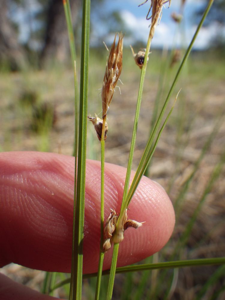 Carex inops FileCarex inops heliophila 7462180110jpg Wikimedia Commons