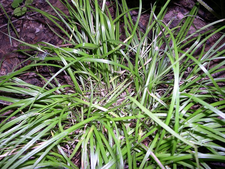 Carex jamesii
