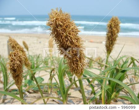 Carex kobomugi carex kobomugi seashore coast Stock Photo 596099 PIXTA
