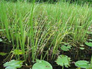 Carex lacustris Carex lacustris Hairy sedge Discover Life mobile