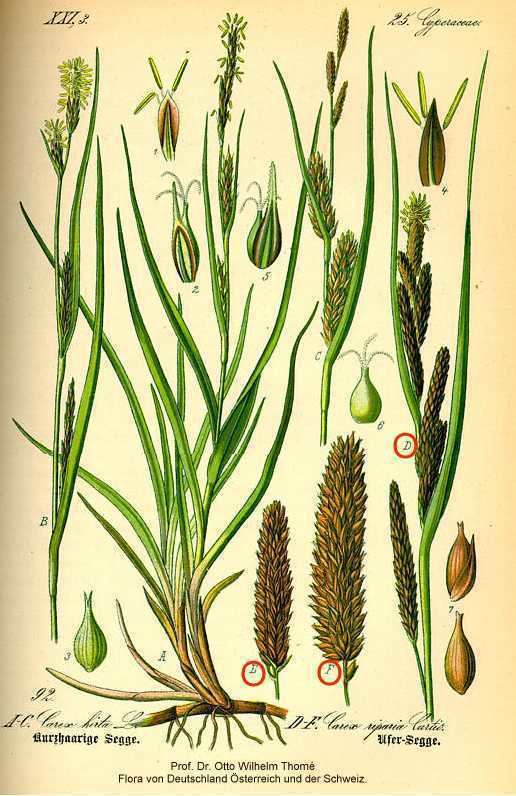 Carex lacustris Online Virtual Flora of Wisconsin Carex lacustris