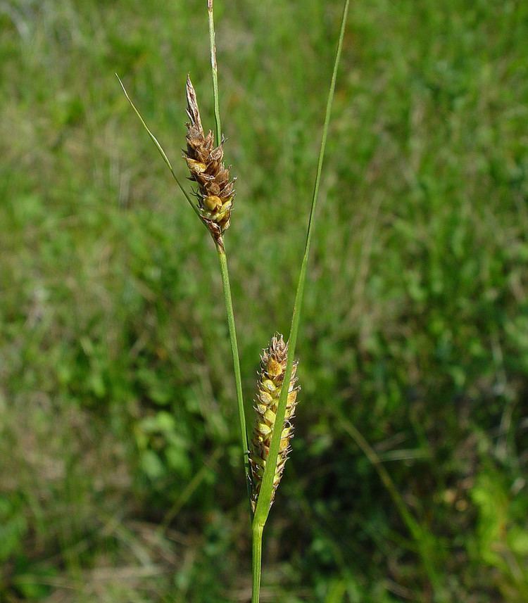 Carex lasiocarpa httpsnewfss3amazonawscomtaxonimages1000s1