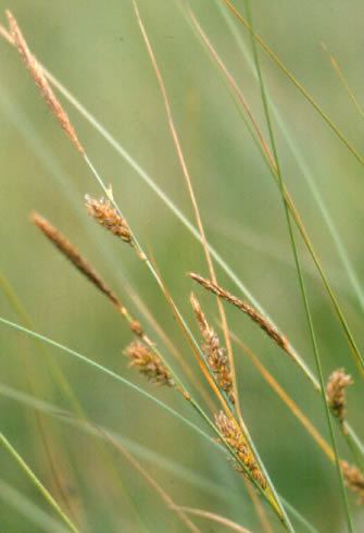 Carex lasiocarpa Carex lasiocarpa