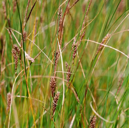 Carex lasiocarpa Carex lasiocarpa