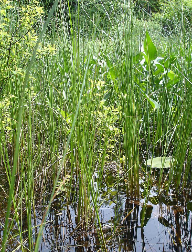 Carex lasiocarpa Carex lasiocarpa woollyfruited sedge Go Botany