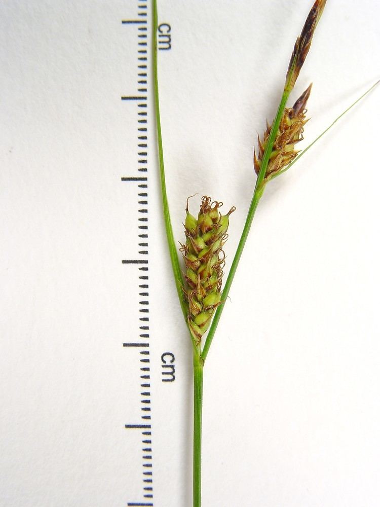 Carex lasiocarpa Carex lasiocarpa woollyfruited sedge Go Botany