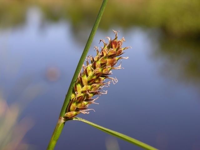 Carex lasiocarpa Consortium of Intermountain Herbaria Carex lasiocarpa