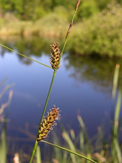 Carex lasiocarpa Slender Sedge Carex lasiocarpa Biopix photoimage 24204