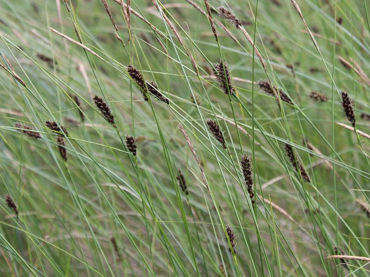 Carex lasiocarpa FadenSegge Wikiwand