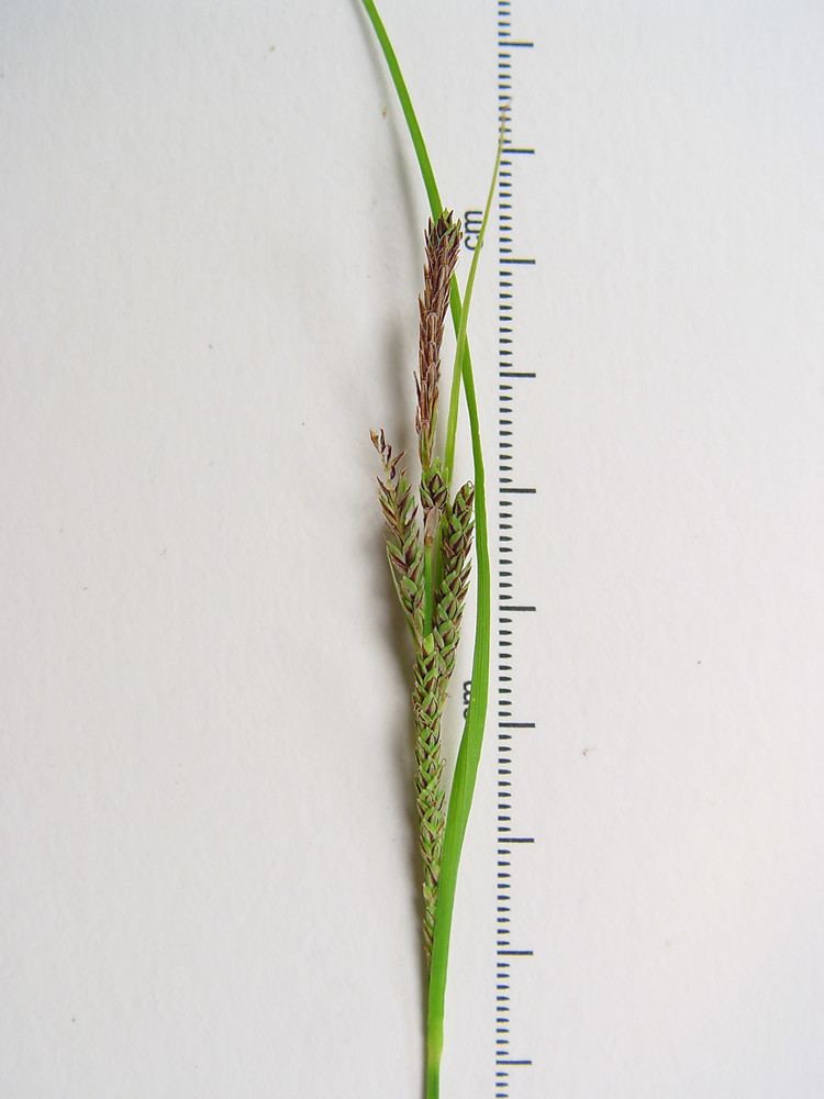 Carex lenticularis httpsnewfss3amazonawscomtaxonimages1000s1