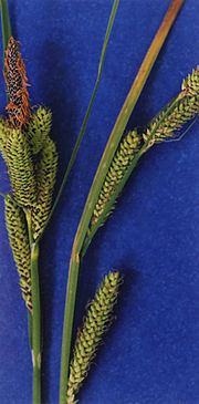 Carex lenticularis Carex lenticularis Wikipedia