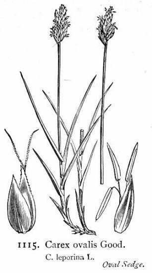 Carex leporina carex des livres 10481 French common name Carex leporina