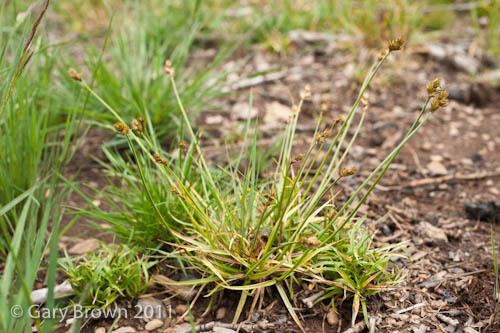 Carex leporina m52394jpg