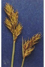 Carex leporinella httpsuploadwikimediaorgwikipediacommonsthu