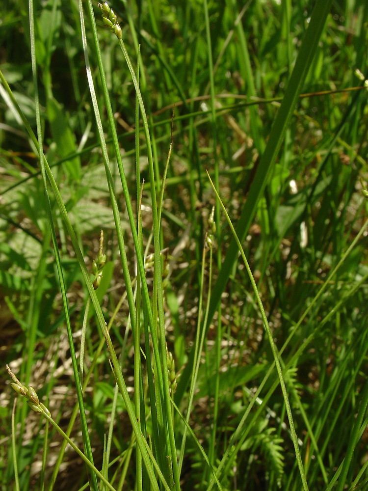 Carex leptalea Carex leptalea bristlystalk sedge Go Botany