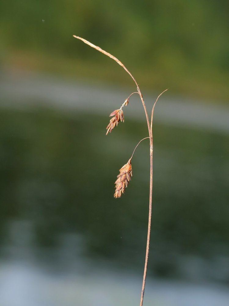 Carex limosa FileCarex limosa korsebyjpeg Wikimedia Commons