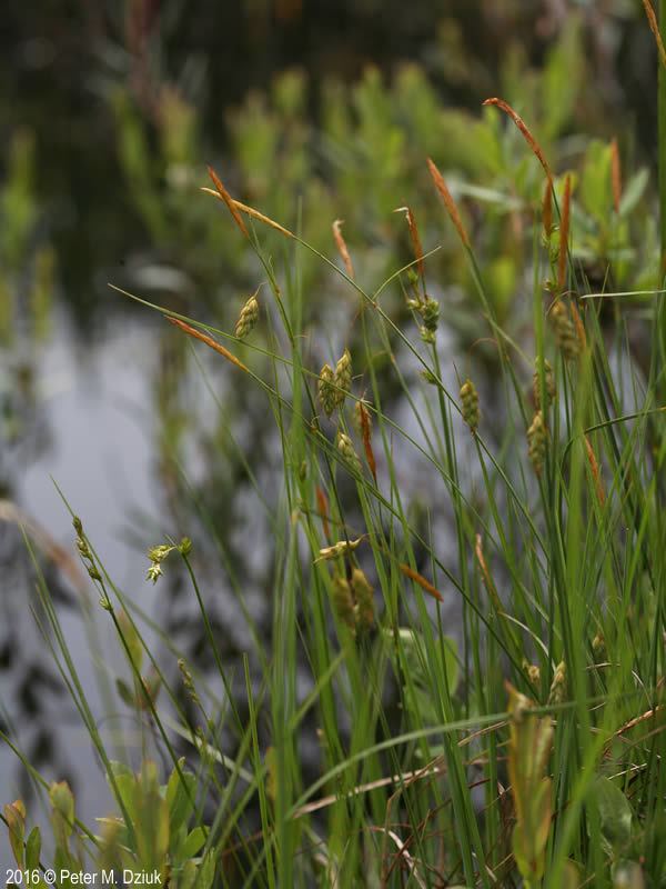Carex limosa Carex limosa Mud Sedge Minnesota Wildflowers