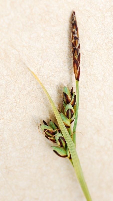 Carex livida Pale sedge Carex livida Biodiversity of the Central Coast