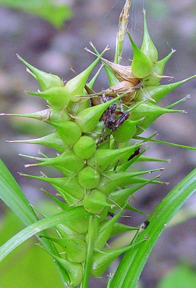 Carex lupuliformis Carex lupuliformis false hop sedge Go Botany
