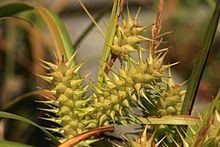 Carex lupuliformis httpsuploadwikimediaorgwikipediacommonsthu