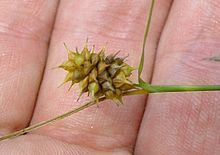 Carex lutea httpsuploadwikimediaorgwikipediacommonsthu