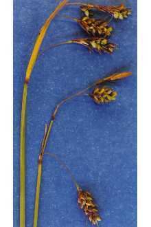 Carex magellanica subsp. irrigua httpsuploadwikimediaorgwikipediacommonsff