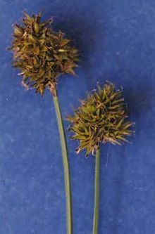 Carex microptera httpsuploadwikimediaorgwikipediacommonsthu
