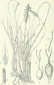Carex monostachya httpsuploadwikimediaorgwikipediacommonsthu