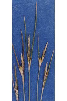Carex multicaulis httpsuploadwikimediaorgwikipediacommonsthu