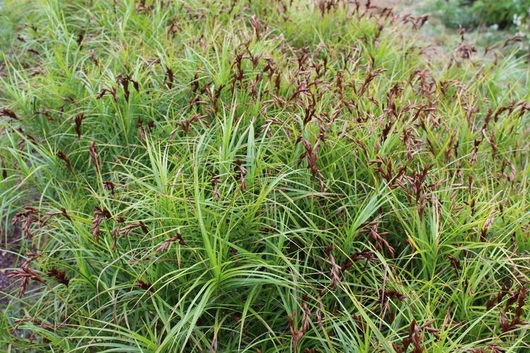 Carex muskingumensis Lovegrass Farm Photos of Carex muskingumensis palm sedge at