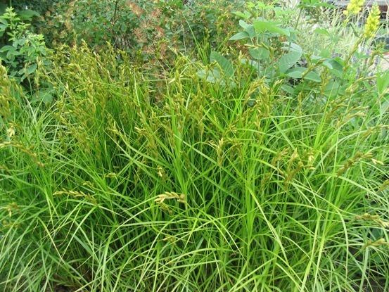 Carex muskingumensis Carex muskingumensis 39Wachtposten39