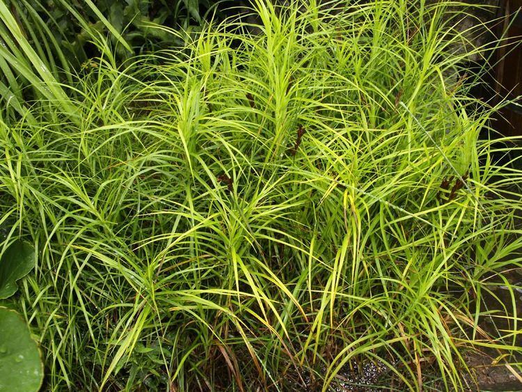 Carex muskingumensis httpssmediacacheak0pinimgcomoriginals43