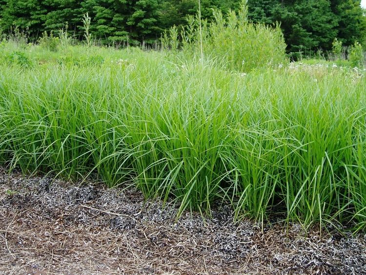 Carex muskingumensis Lovegrass Farm Photos of Carex muskingumensis palm sedge at