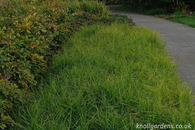 Carex muskingumensis Carex muskingumensis Knoll Gardens Ornamental Grasses and