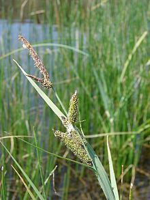 Carex nebrascensis httpsuploadwikimediaorgwikipediacommonsthu