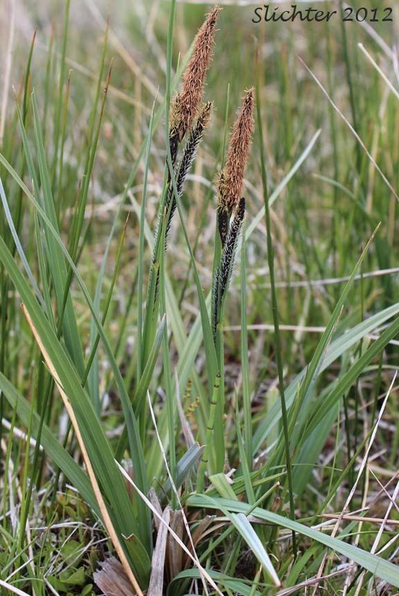 Carex nebrascensis Nebraska Sedge Carex nebrascensis Synonyms Carex jamesii Carex