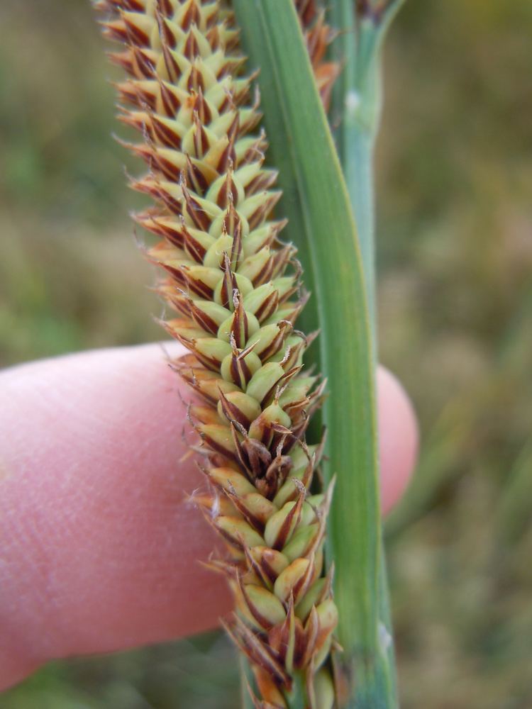 Carex nebrascensis FileCarex nebrascensis 6442151361jpg Wikimedia Commons