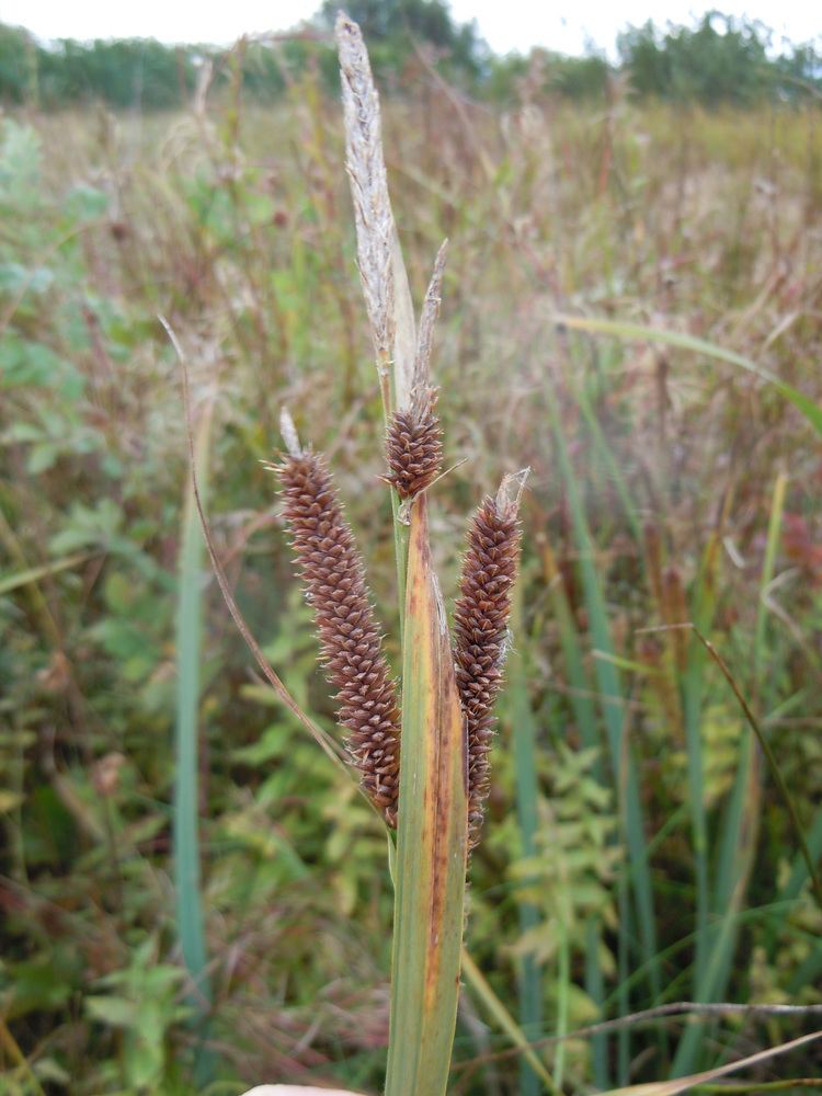Carex nebrascensis FileCarex nebrascensis 6442148781jpg Wikimedia Commons